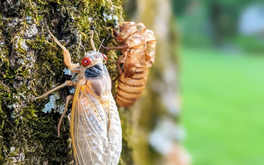 Cicada Defense 101: How to Protect Your Yard