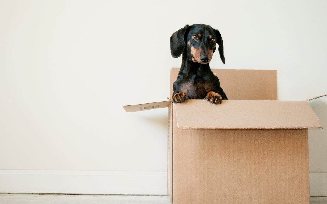 Moving during COVID-19? Check out these quick tips!